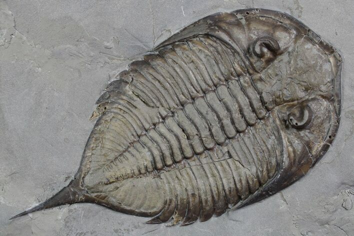 Dalmanites Trilobite Fossil - New York #357134